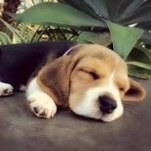 Meet your Posher, Maxine